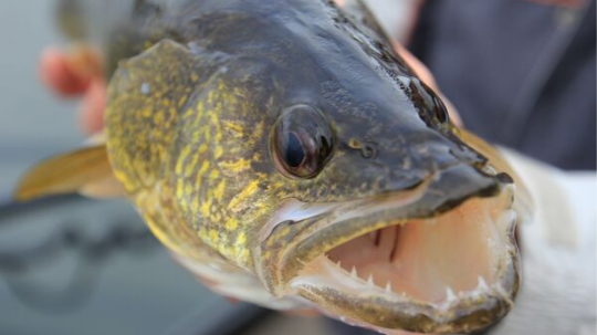 Hands holding walleye with open mouth