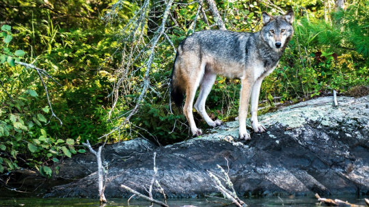 Wolf stands at the water's edge