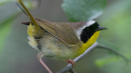 Common Yellow Throat perched on a branch 