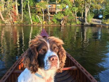 Dog taking in the Lake Vermilion view