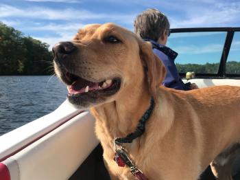 A dog enjoys a sunny boat ride