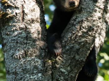 Black bear cub climbing a tree