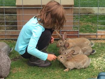 A child pets rabbits at Cook's Country Connection