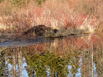 Beaver Lodge on Lake Vermilion