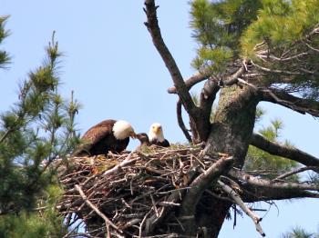 Eagle parents feed their chick in the nest