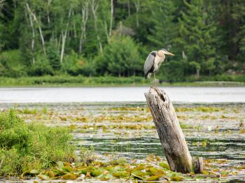 Great Blue Heron resting on a stump