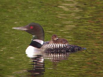 Parent loon with a chick on its back