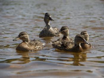 Family of Mallards on Lake Vermilion