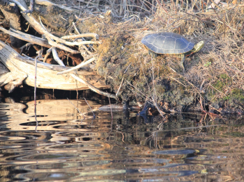 Painted turtle by the water's edge
