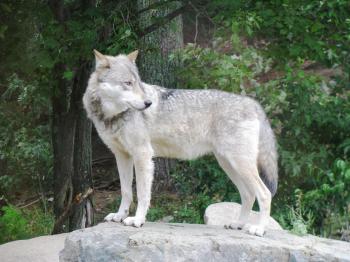 Get an up-close look at wolves at the Wolf Center in Ely