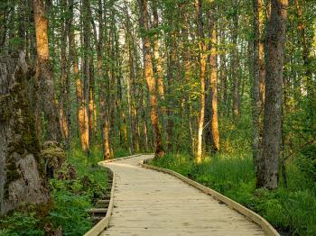 The Orr bog walk.