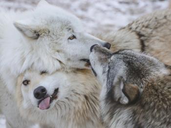 Rieka licks Grayson's muzzle while Blackstone demonstrates a rub under chin behavior.