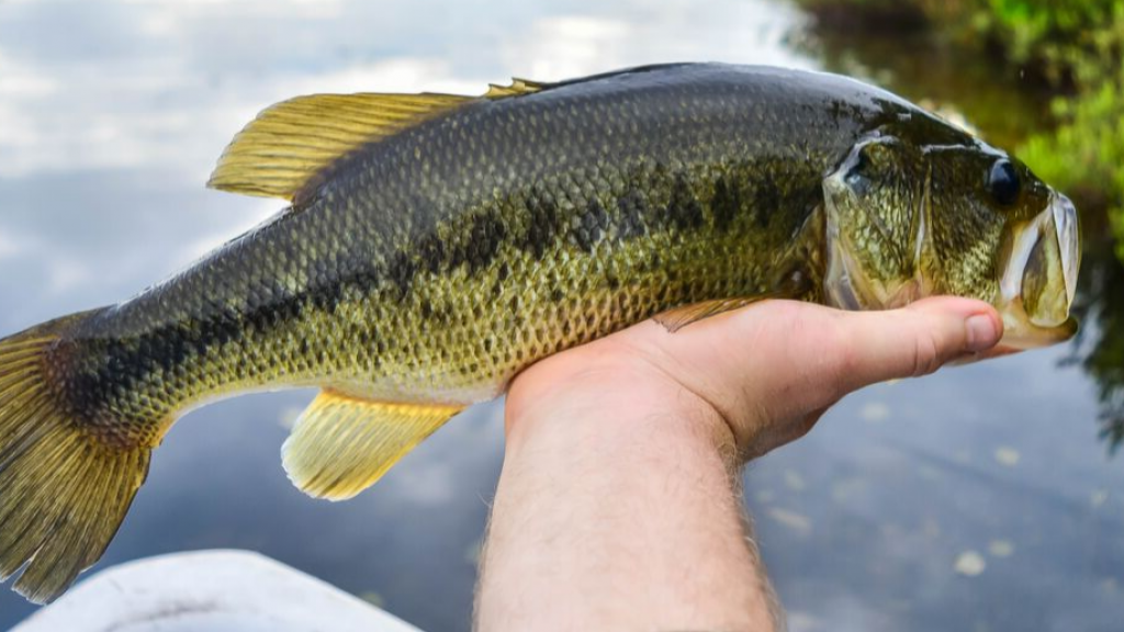 Walleye Fishing  Pehrson Lodge and Resort on Lake Vermilion