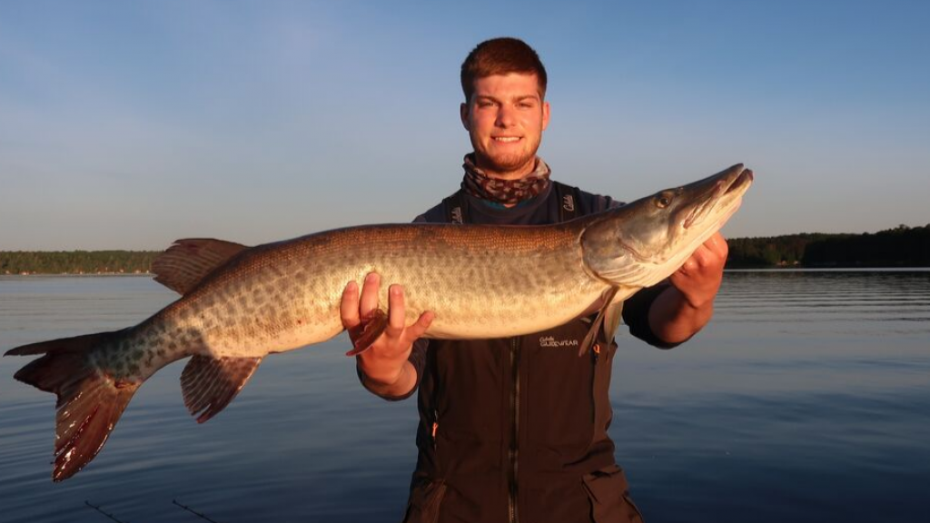 Man holding muskie on Lake Vermilion