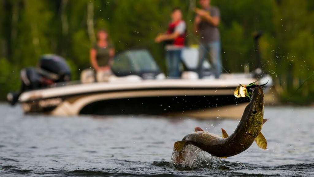 A northern pike jumping out of the water as Lake Vermilion fishermen reel it in. 