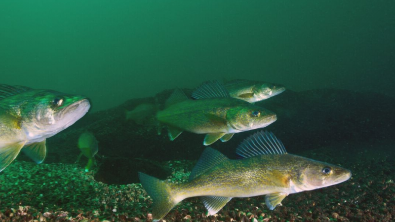 school of walleye swimming underwater