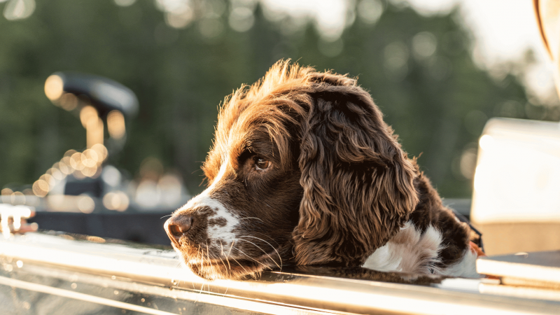 Dog on boat on Lake Vermilion