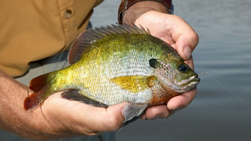 Hands holding a bluegill on Lake Vermilion