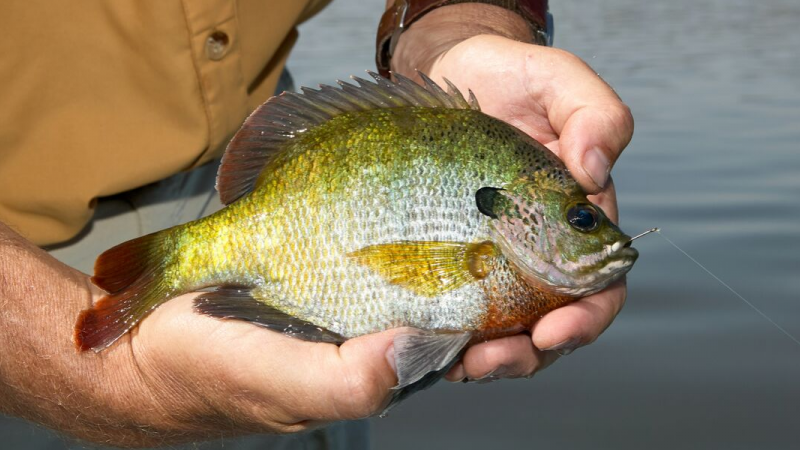 Bluegill Fishing  Pehrson Lodge Resort on Lake Vermilion