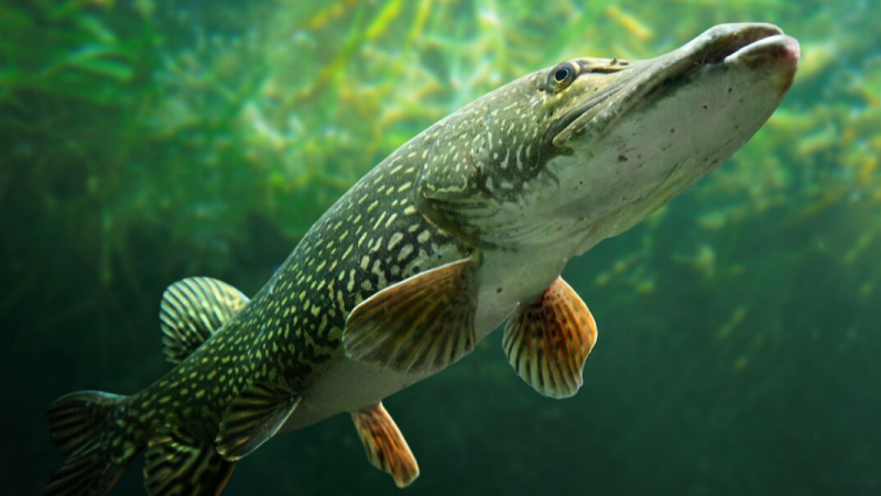 Northern pike fish store