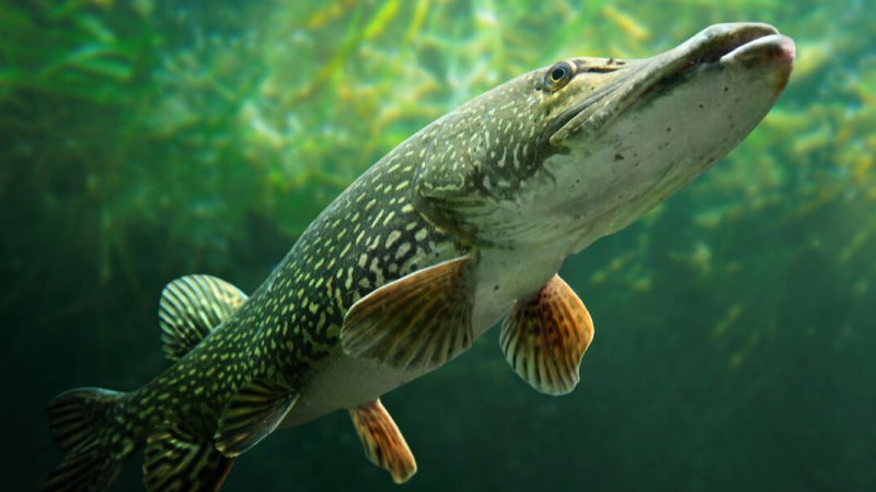 Northern pike swimming underwater