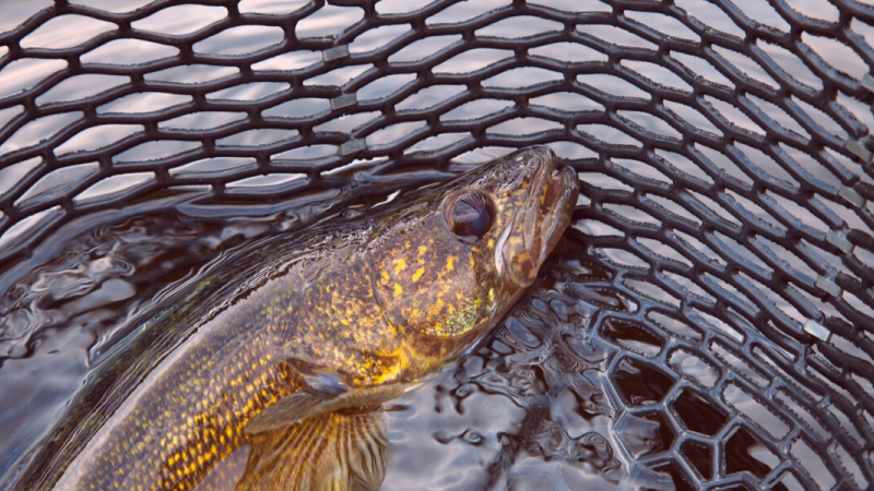 Walleye in landing net