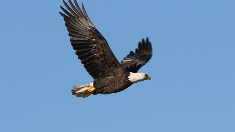 Bald eagle flying