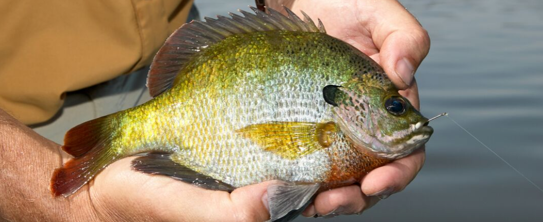 Bluegill 